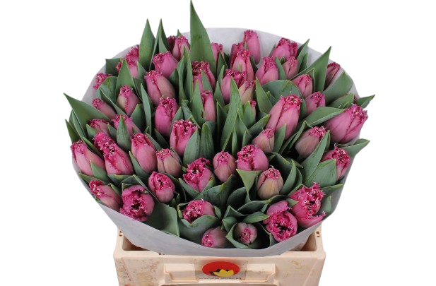 10 Tulpen Ghost Town 10 Tulpen Ghost Town