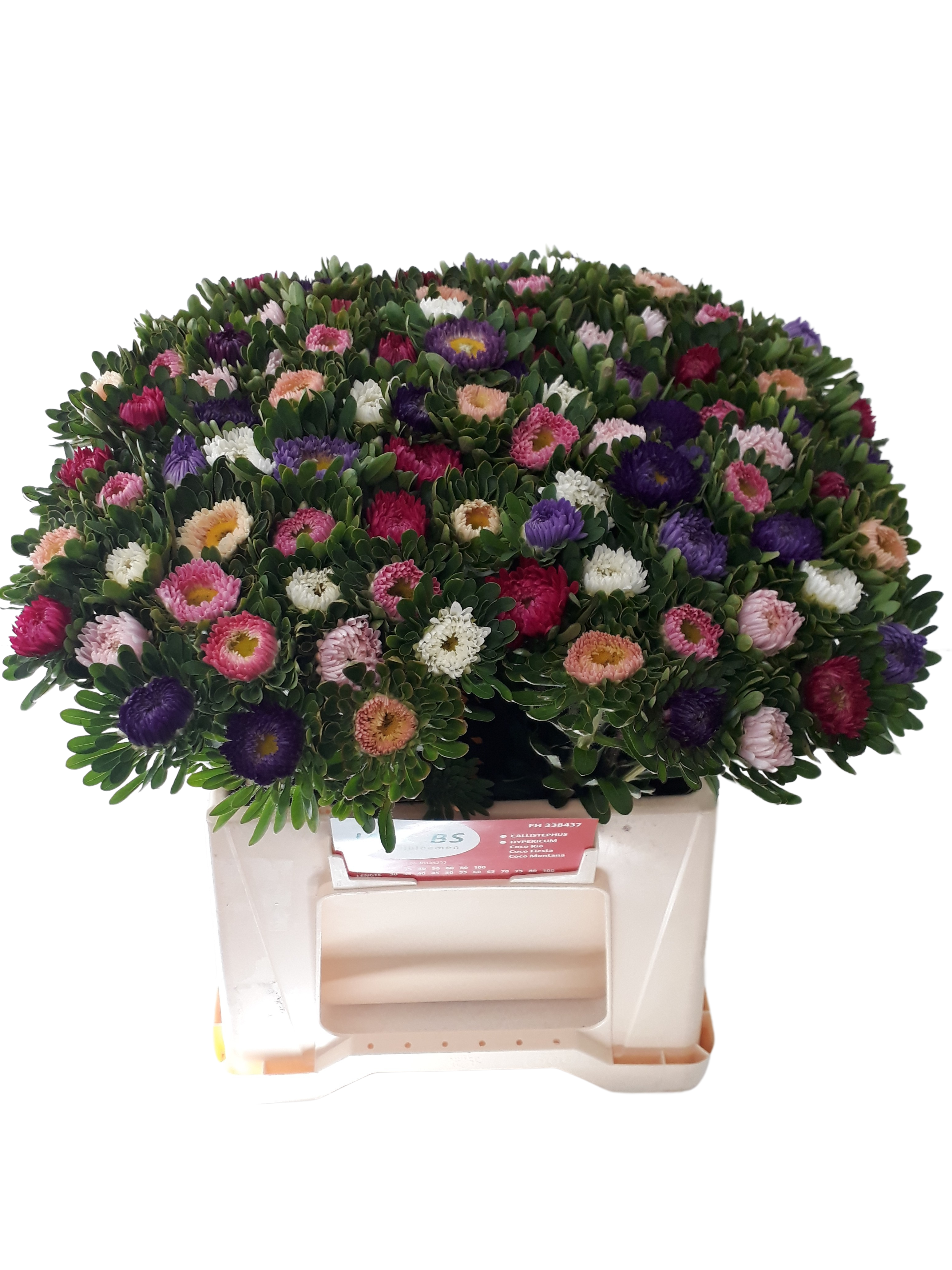 10 Astern Gemischt im Bund 10 Astern Gemischt im Bund