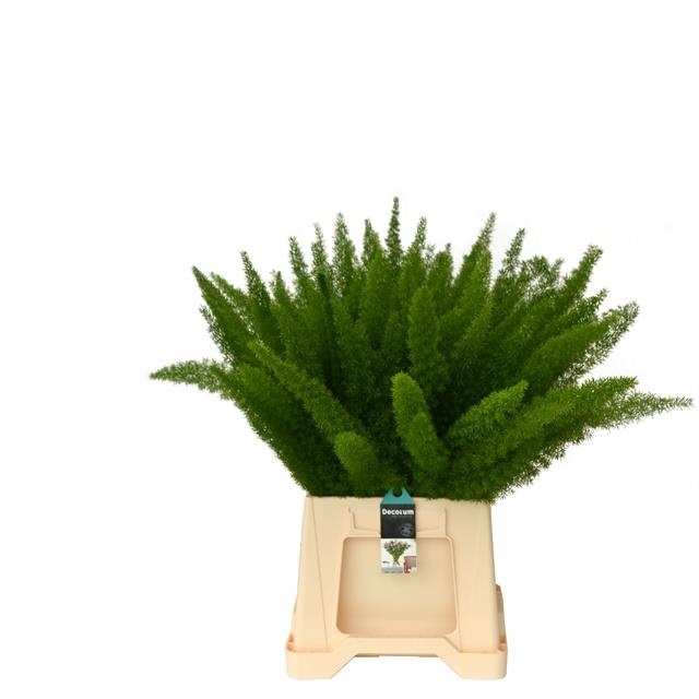 10 Stiele Asparagus Dens Myers 10 Stiele Asparagus Dens Myers