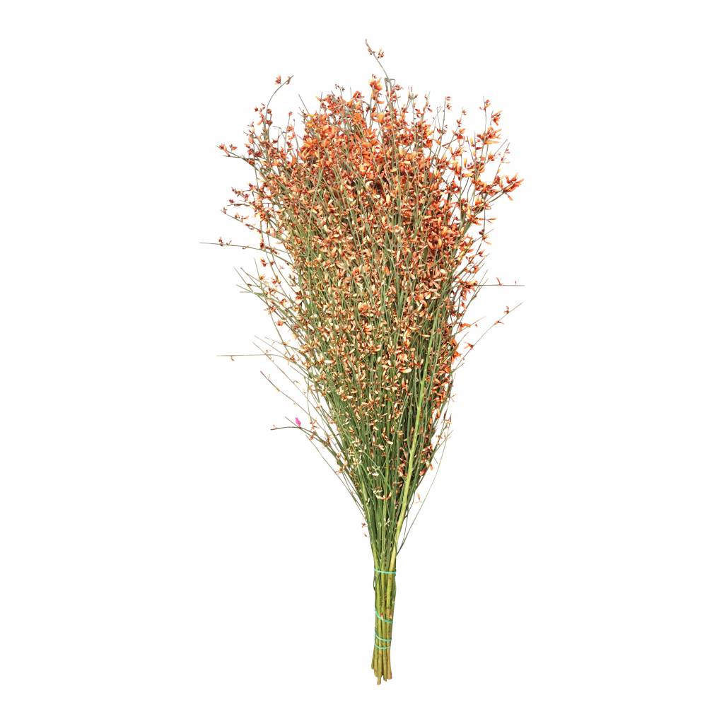 1 Bund Ginster Orange 400 Gramm 1 Bund Ginster Orange 400 Gramm