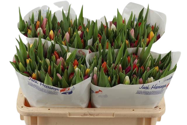 50 Tulpen gemischt (einfach) 50 Tulpen gemischt (einfach)