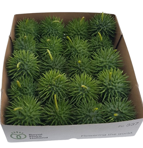 Cucumis hirsutus – 20 Ziergurken