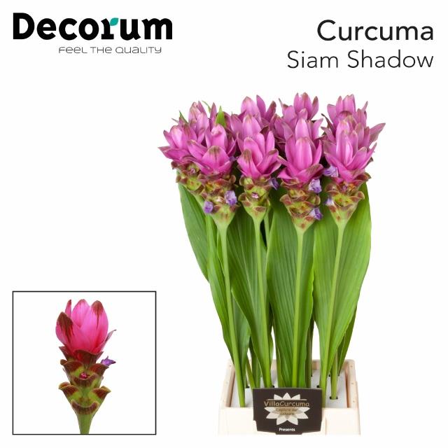 1 Stiel Curcuma Siam Shadow