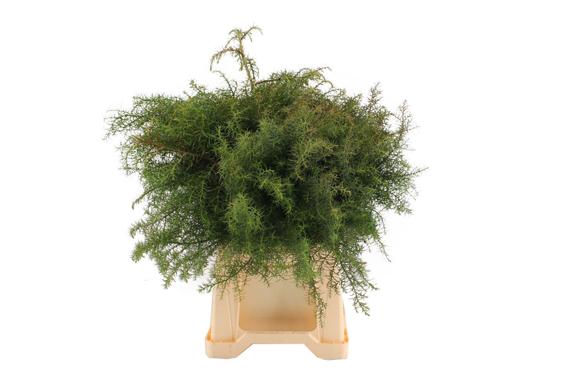 1 Bund Cryptomeria Elegans ca. 400 gramm 1 Bund Cryptomeria Elegans ca. 400 gramm