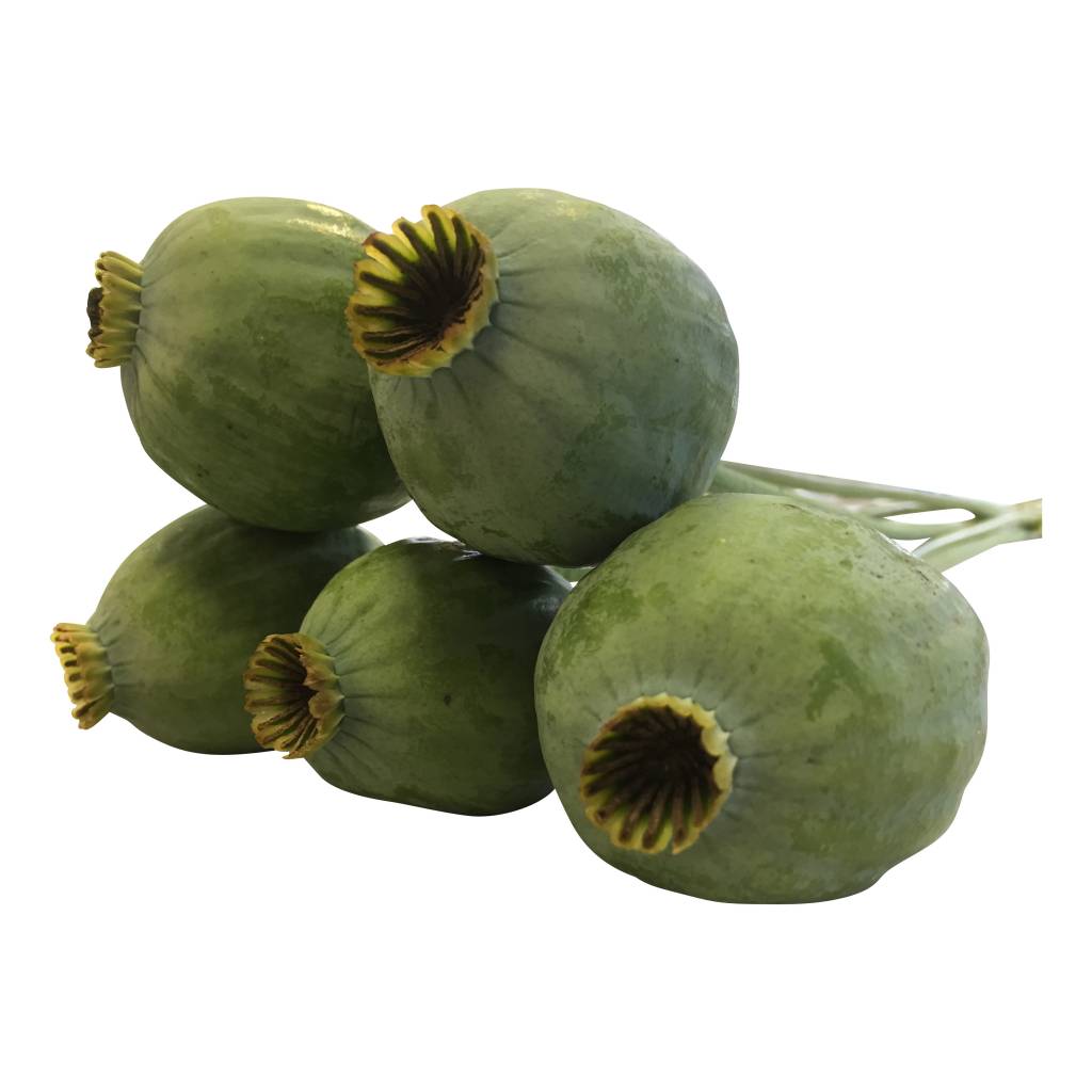 5 Mohnkapseln 5 Mohnkapseln