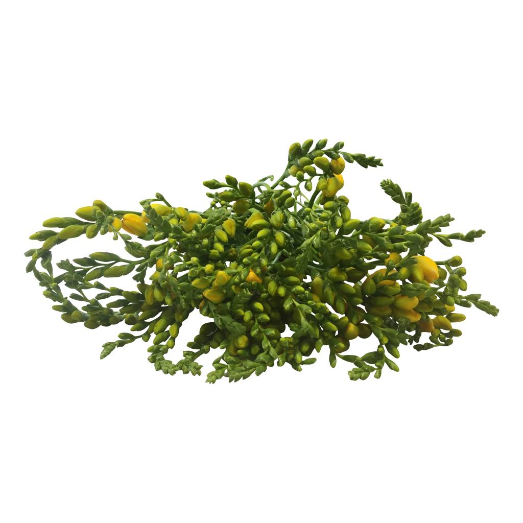 10 Freesien Soleil (Gelb) 10 Freesien Soleil (Gelb)