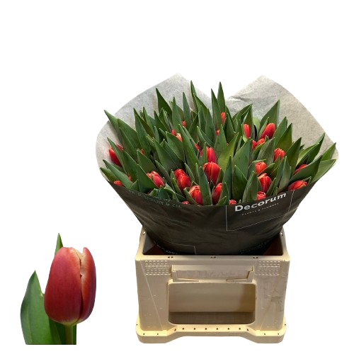 10 Tulpen Kung-Fu