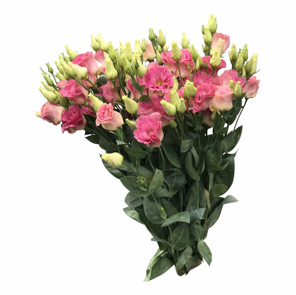 10 Eustoma Arena Champagner (Rosa)