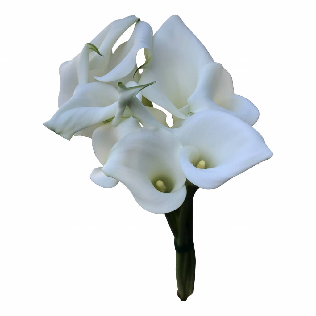 10 Calla Crystal Blush (Weiß) 10 Calla Crystal Blush (Weiß)