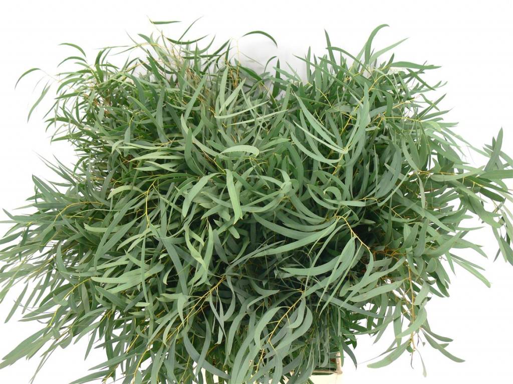 1 Bund Eukalyptus Nicolii