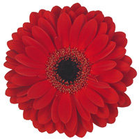 25 Gerbera Ladiesfirst (Rot)