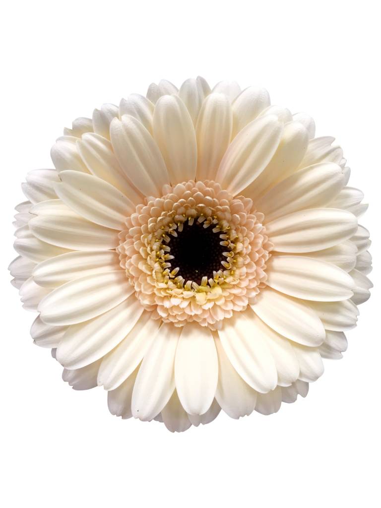 10 Mini Gerbera Cafe (Creme) 10 Mini Gerbera Cafe (Creme)