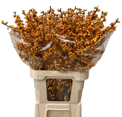 5 Ilex  Golden Verboom