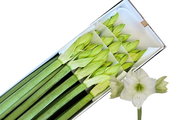 Amaryllis 'Casablanca' – Weiß, 1 Stiel mit mindestens 4 Knospen - ca. 50 cm