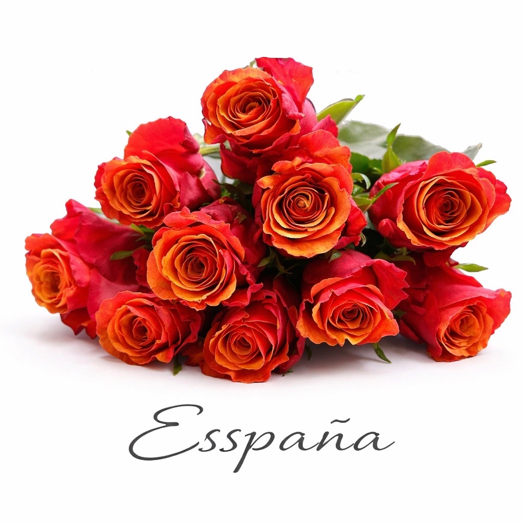 10 Rosen Orange Espana
