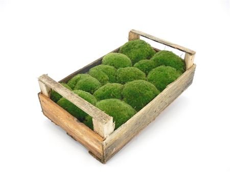 1 Kiste Bollenmoos 1 Kiste Bollenmoos