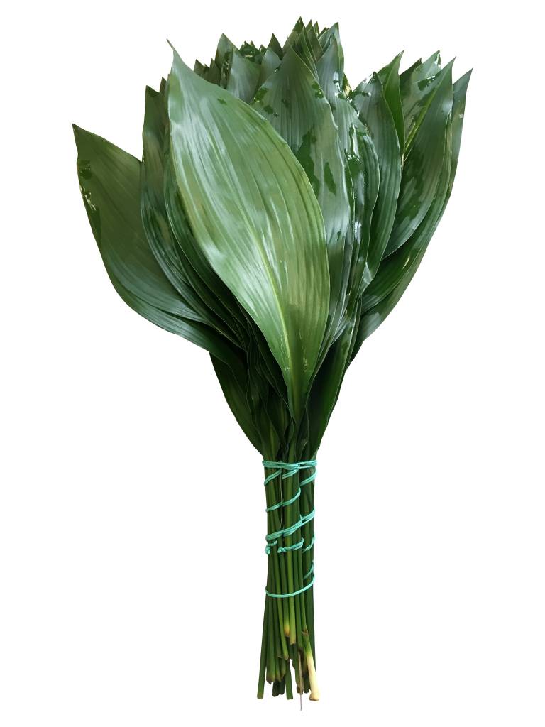 10 Aspidistra Blätter