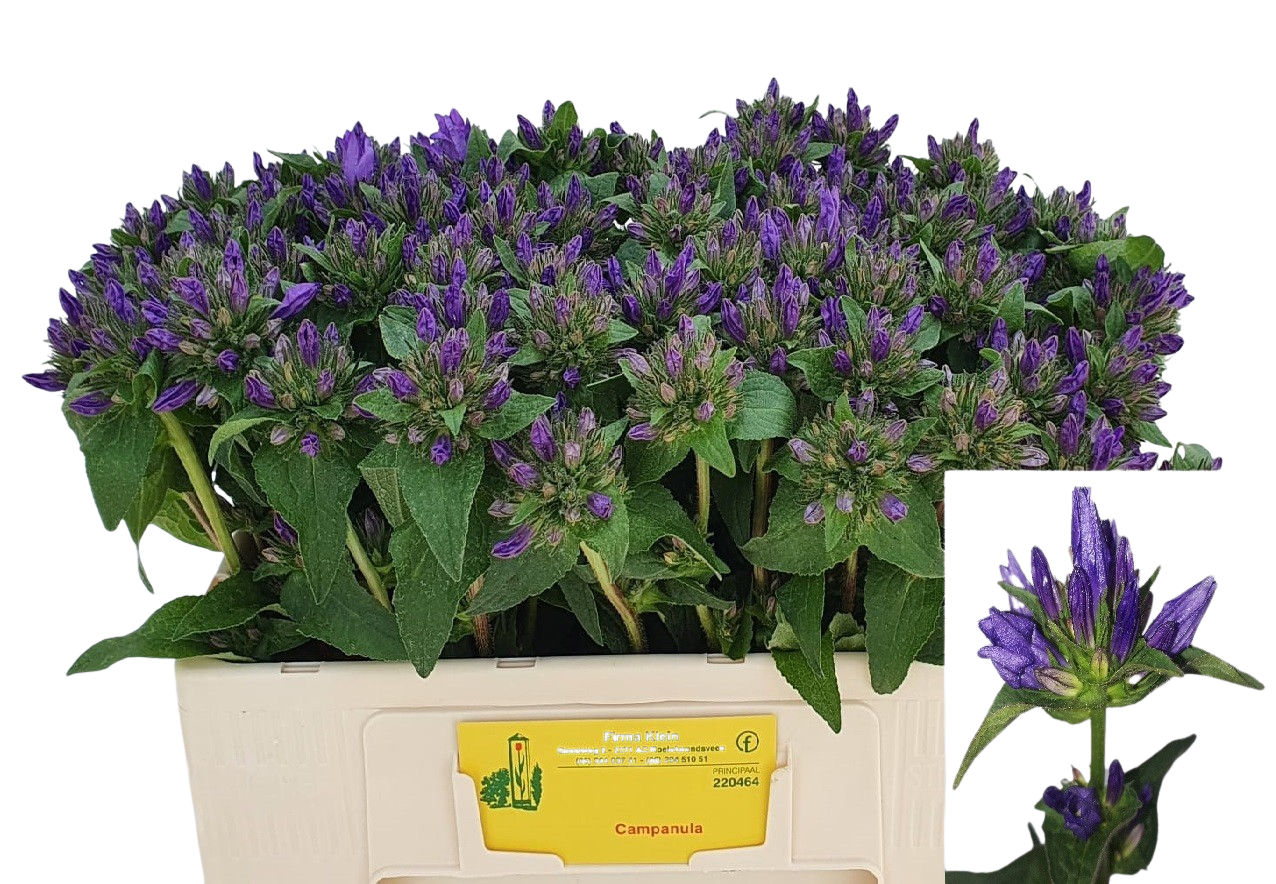 10 Stiele Campanula Glomerata