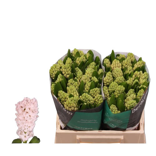 10 Hyazinthen China Pink 10 Hyazinthen China Pink