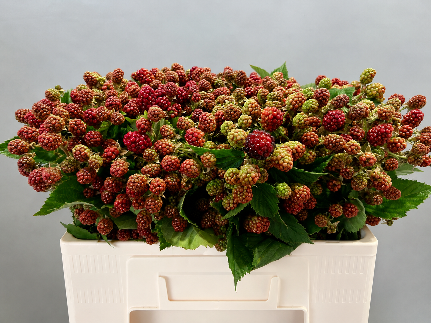 10 Stiele Brombeerzweige Rubus fruticosus 'Chester'