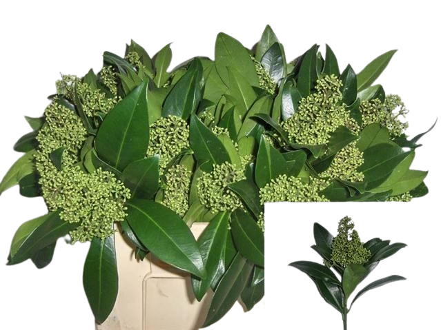 Skimmia Grün Skimmia Grün