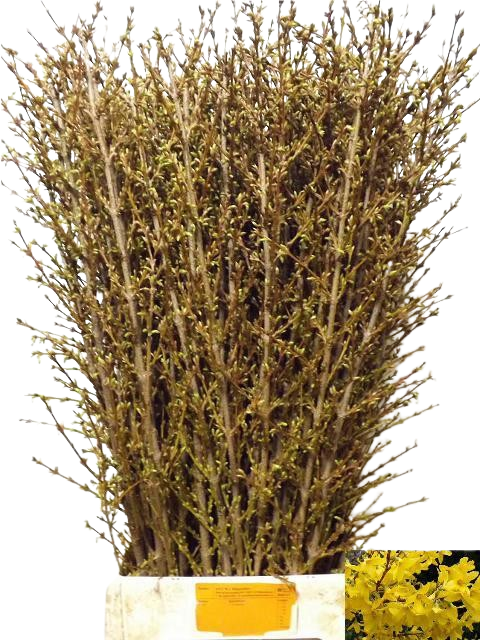 10 Stiele Forsythia Spectabilis 10 Stiele Forsythia Spectabilis