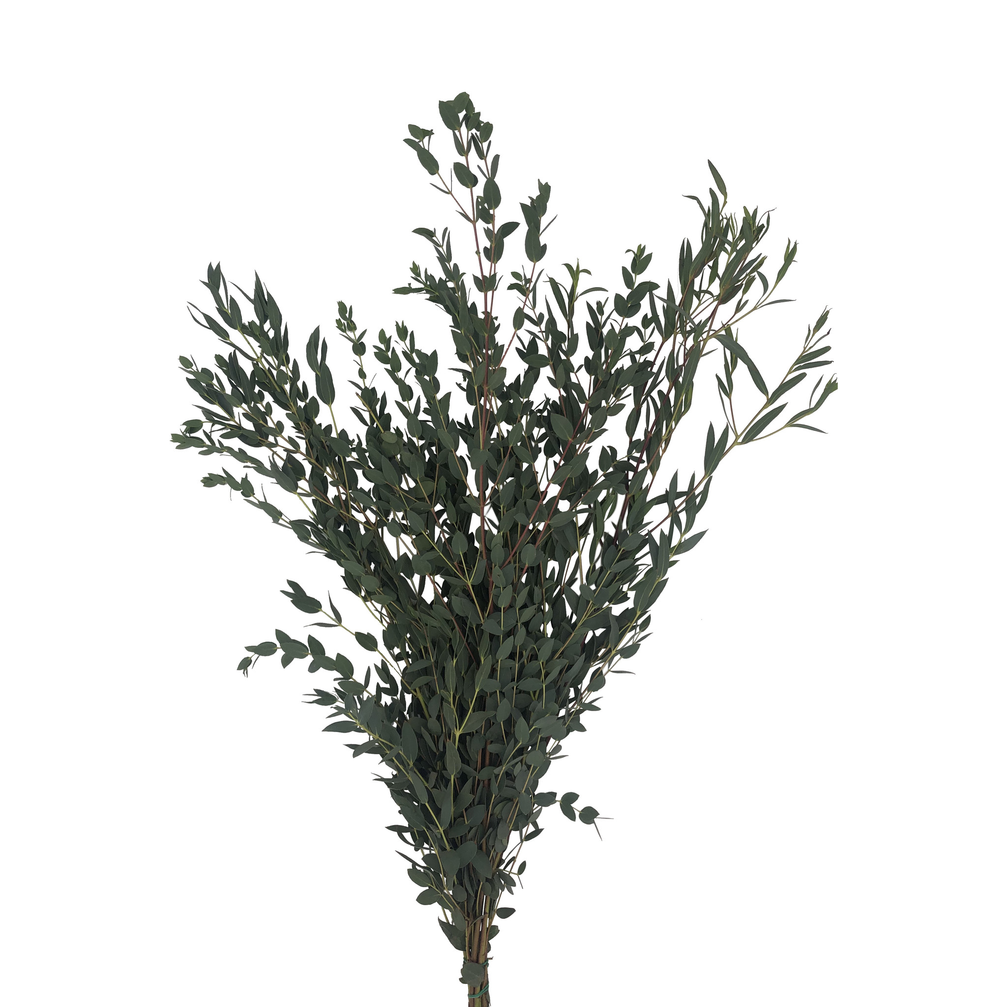 1 Bund Eukalyptus Parvifolia