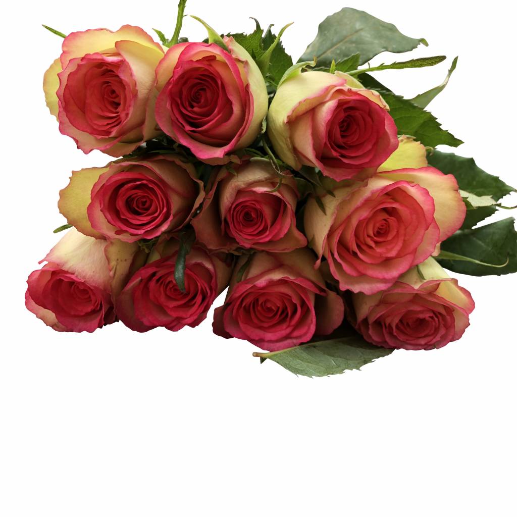 10 Rosen Glow 10 Rosen Glow