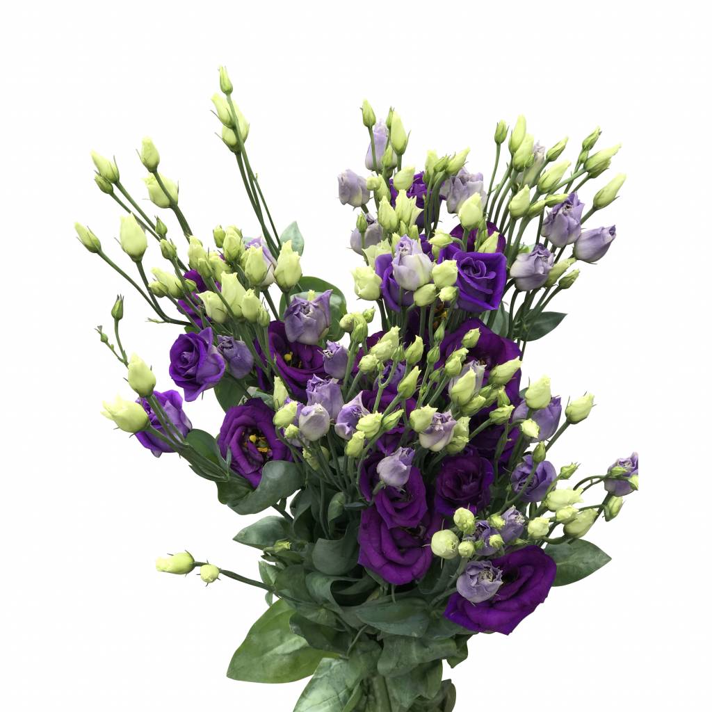 10 Eustoma Rosi Blue (Blau)
