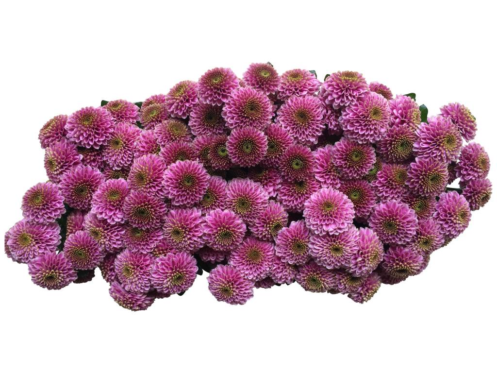 5 Santini  Doria (Rosa)