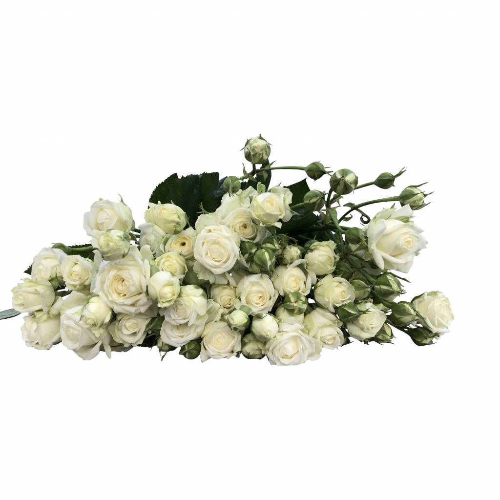 10 Tros-Rosen White Bubbles
