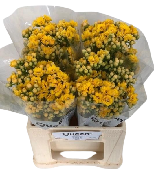 5 Stiele Kalanchoe 'Smiling Yellow Meadow'