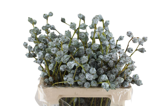 1 Bund Eukalyptusbeeren ca.250 Gramm