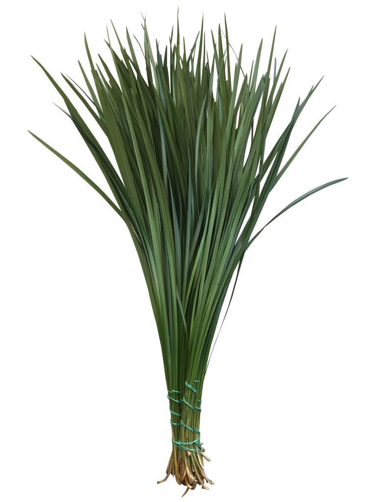 1 Bund Lilly Gras