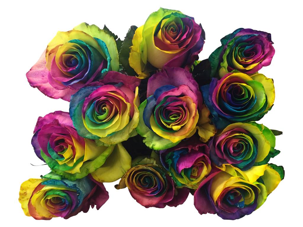 10 Rosen Rainbow 10 Rosen Rainbow