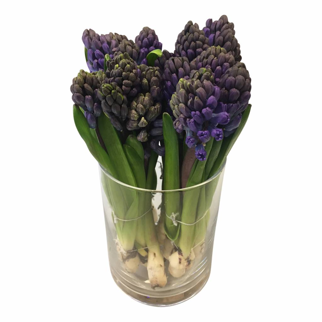 10 Hyazinthen Delft Blue 10 Hyazinthen Delft Blue