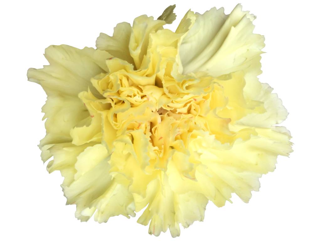 10 Edelnelken Gelb 10 Edelnelken Gelb