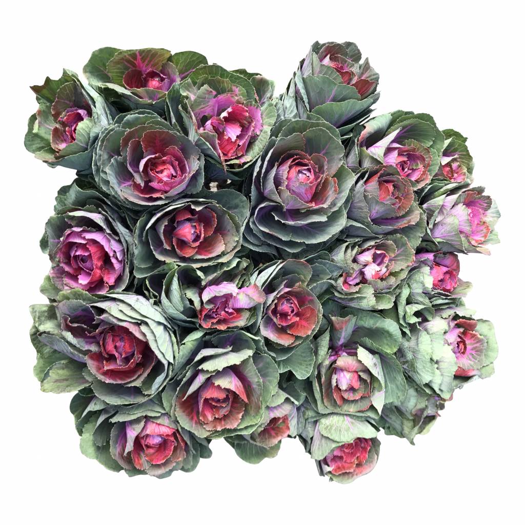 10 Zierkohl Pink Crane (Violett-Grün)