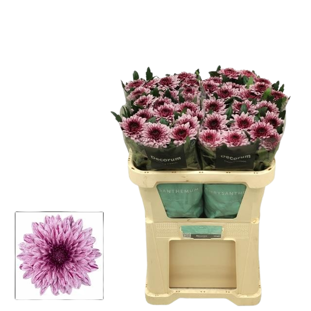 10 Deko Chrysanthemen  Pip
