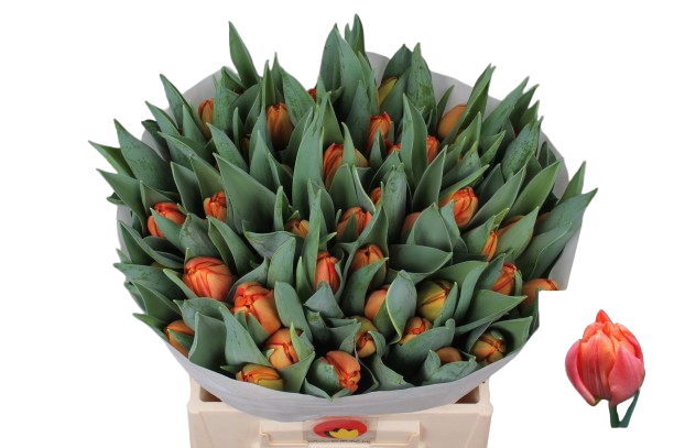 10 Tulpen Lorenzo 