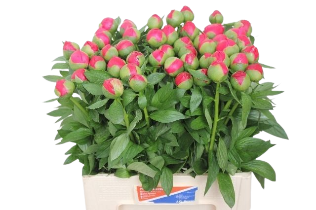 5 Pfingstrosen  Flame (Pink)