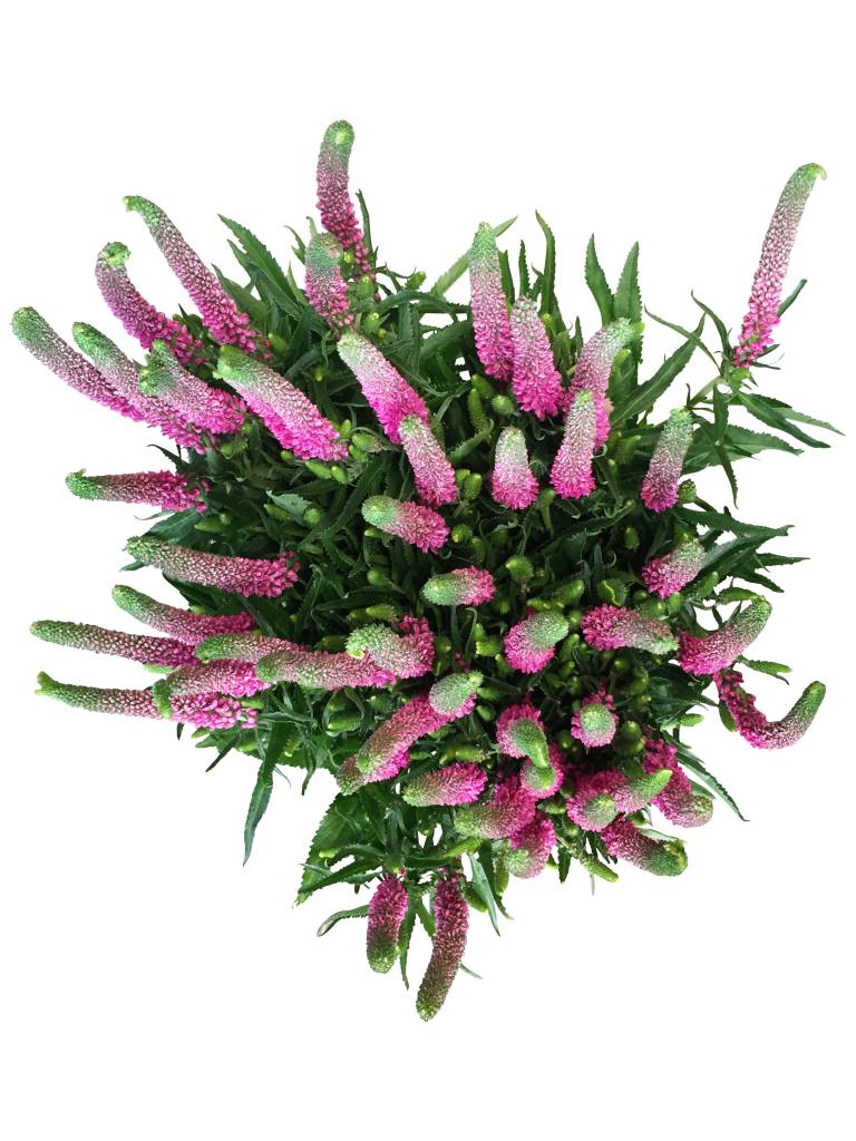 10 Veronica Rosa