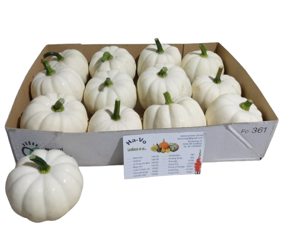 1 Stück Cucurbita pepo ‘Baby Boo’ Zierkürbis 