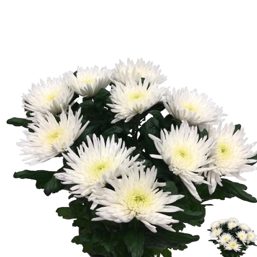 Chrysanthemen
