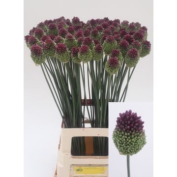 10 Allium Sphaerocephalon