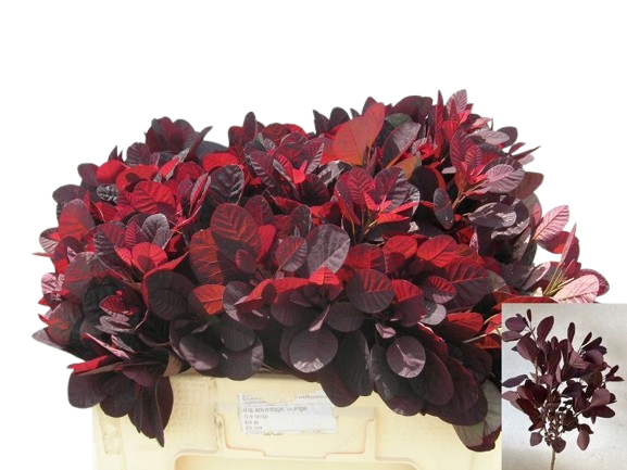 10 Stiele Perückenstrauch Cotinus Royal Purple