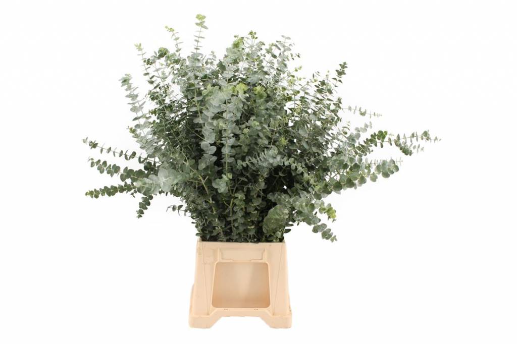 1 Bund Eukalyptus Baby Blue