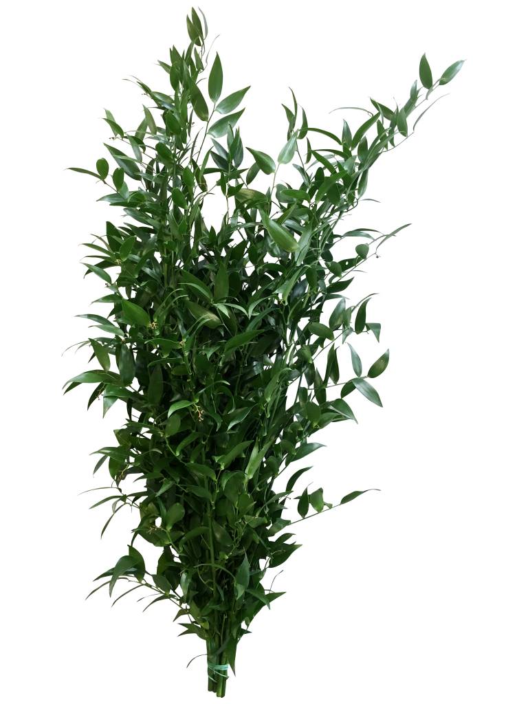 1 Bund Ruscus