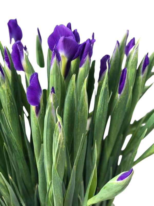 10 Iris 10 Iris