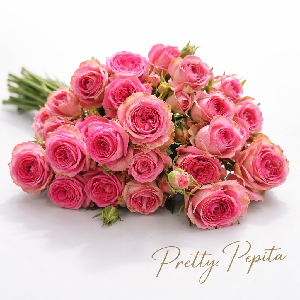 10 Tros-Rosen Creme / Rose Pretty Pepita